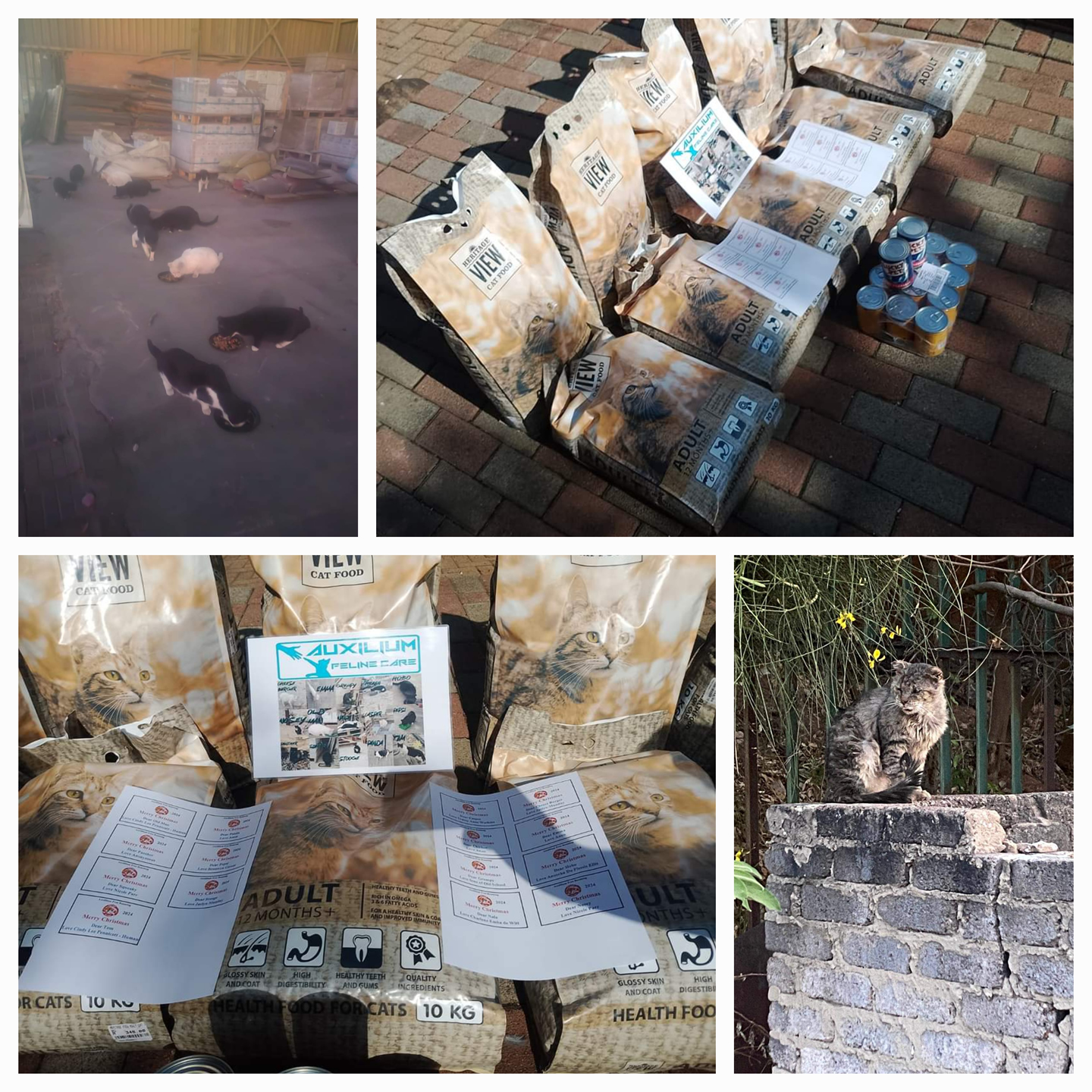 Auxillium Free Roaming Feline Care